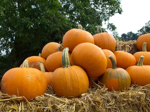 pumpkins